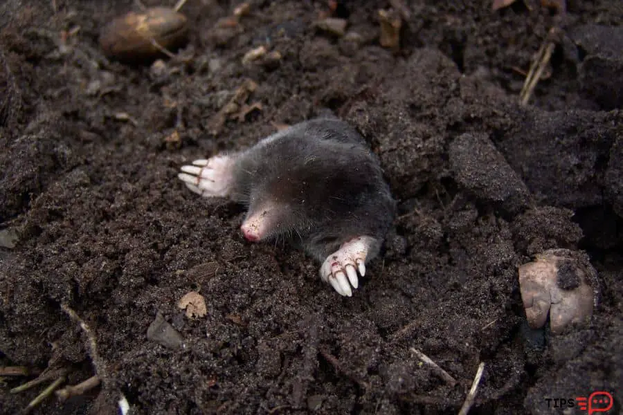 How To Get Rid Of Moles In Yard