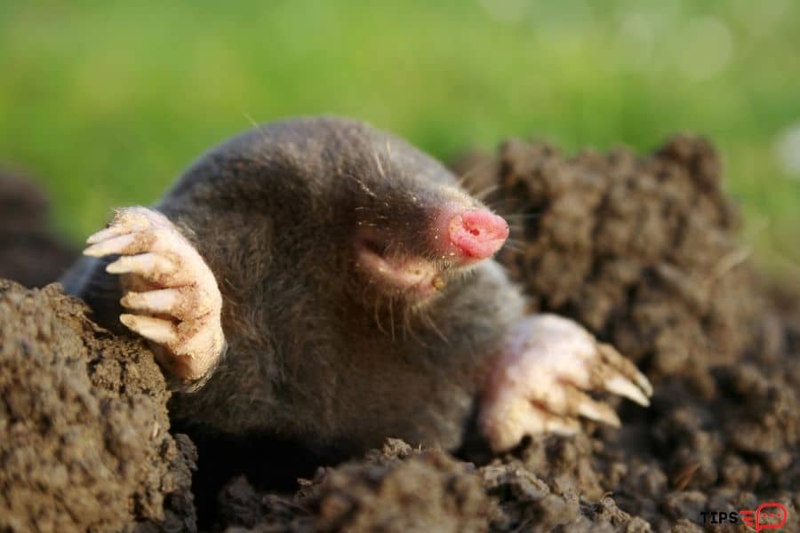 How To Get Rid Of Moles In Yard