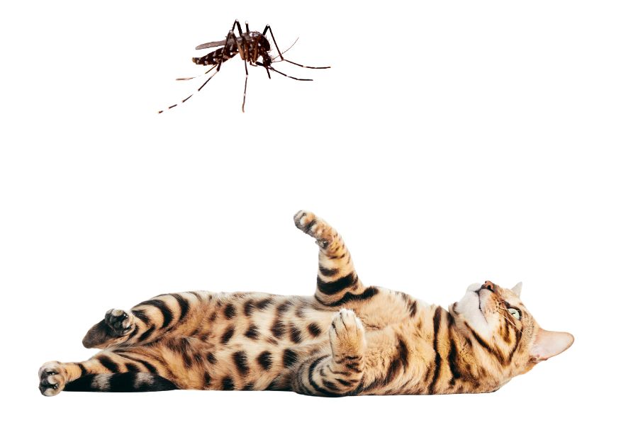 Do Mosquitoes Bite Cats