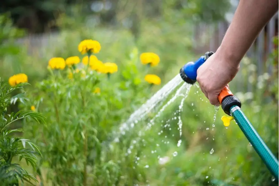 Watering Plants with a Hose