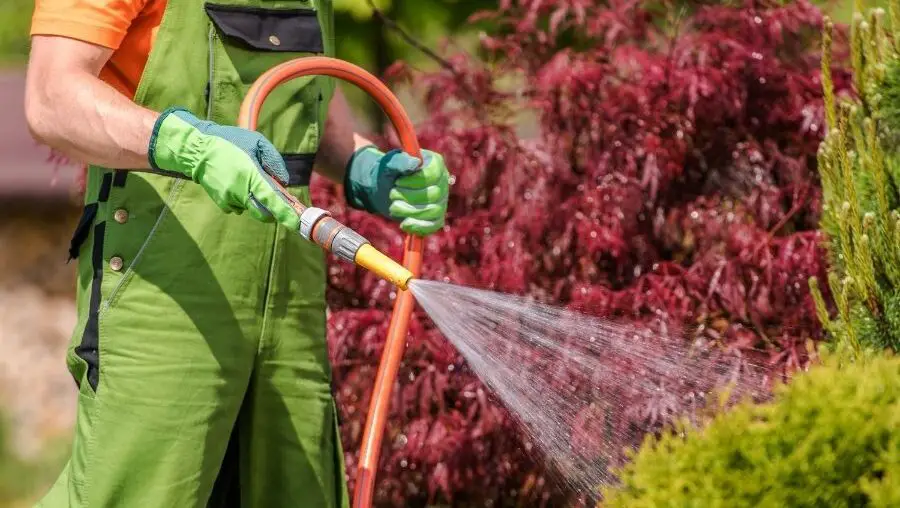 Watering Plants with a Hose