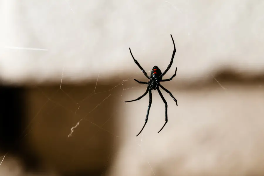 Will Spiders Die in Cold Temperatures