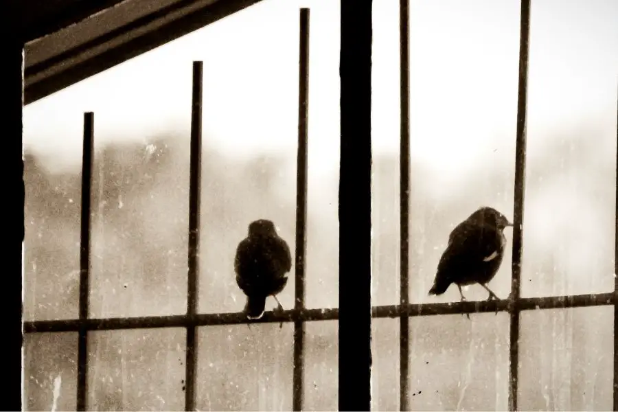 Birds Attacking Windows