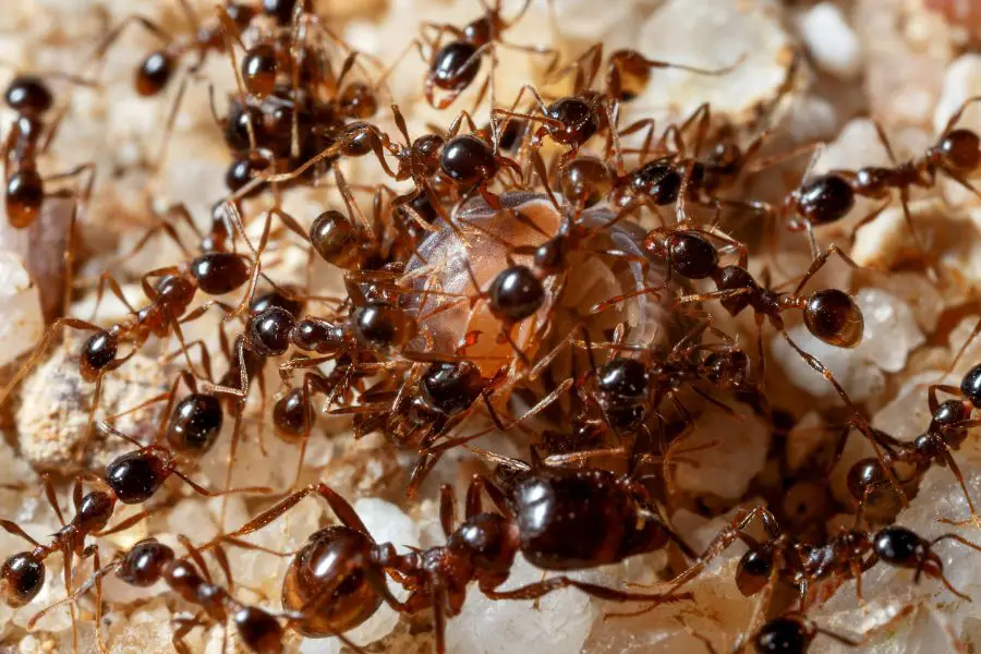 How to Get Ants Out of Cereal